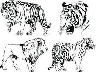 set of vector drawings on the theme of predators tigers are drawn by hand with ink tattoo logos