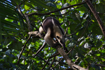 oso hormiguero en una rama de un arbol en busca de comida