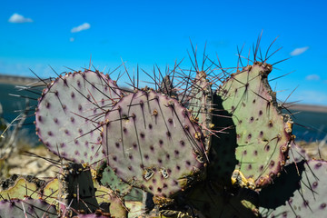 Cacti New Mexico. Prickly pear Opuntia sp. in a rocky desert in New Mexico, USA