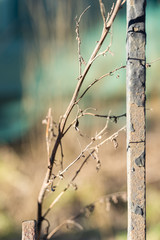 A branch of a dry plant rests on a fence