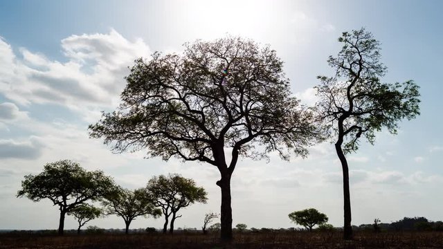 Static silhouette African sunset timelapse of Marula trees (Sclerocarya birrea) with dramatic clouds as sun sets on horizon with flare and light streaks, dip to black