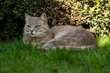 Naklejka na ściany i meble Gray domestic cat is resting on the grass. Pet in nature. Favorite domestic cat