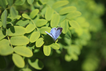 Blue butterfly focused on leafs - obrazy, fototapety, plakaty