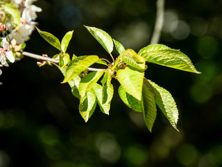 CLOSE UP OF DELICATE NEW SHOOTS
