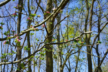 Aufblühender Apfelbaum, Bäume, blauer Himmel, Sonnenlicht