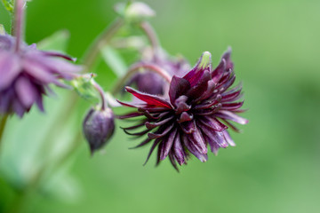 Columbine Aquilegia Vulgaris, Black Barlow, flower commonly known as Granny's Bonnet