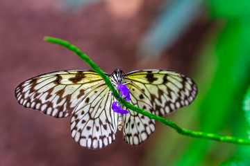 Closeup beautiful butterfly in a summer garden