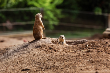 Funny gophers squirrel in the zoo. hamsters in the nature. Close up of muzzle of fluffy gophers....