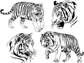 set of vector drawings on the theme of predators tigers are drawn by hand with ink tattoo logos