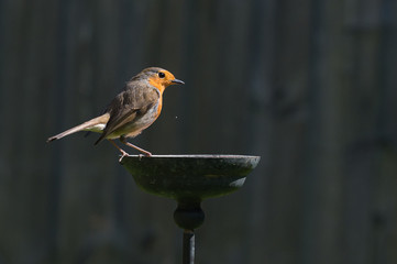 Wild robin, erithacus rubecula, perched on suet garden bird feeder