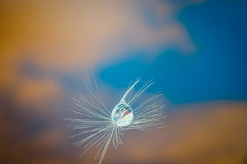 dandelion droplet