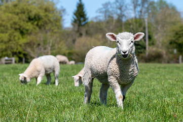 Fototapeta premium Newborn lamb with grass in mouth
