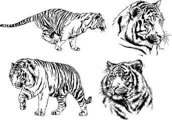 set of vector drawings on the theme of predators tigers are drawn by hand with ink tattoo logos