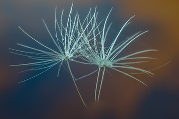 droplet on dandelion seed