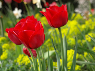 Czerwone tulipany 3
