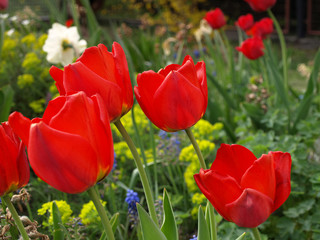 Obraz premium Czerwone tulipany