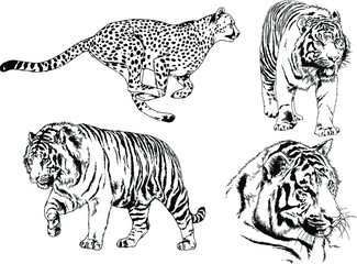 set of vector drawings on the theme of predators tigers are drawn by hand with ink tattoo logos