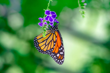 Obraz premium Monarch, Danaus plexippus is a milkweed butterfly (subfamily Danainae) in the family Nymphalidae butterfly in nature habitat.