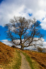 Tree on a fell path.