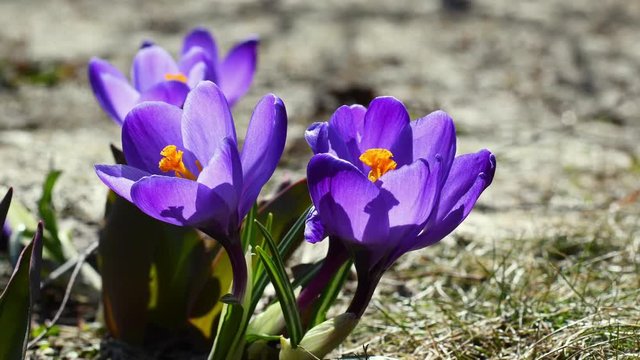 Vivid purple crocus flowers swaying in the wind stream. Spring blooming and flowers scent. Nature background