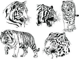 set of vector drawings on the theme of predators tigers are drawn by hand with ink tattoo logos