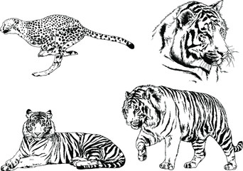 set of vector drawings on the theme of predators tigers are drawn by hand with ink tattoo logos