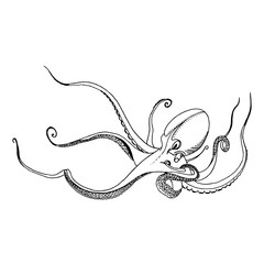 Single hand drawn element of an octopus. Doodle hand-draw illustrations in vector. Design for background, packaging, weddings, fabrics, textiles, wallpaper, website, postcards.