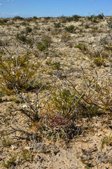 Little Ferocactus among desert stones in winter, New Mexico