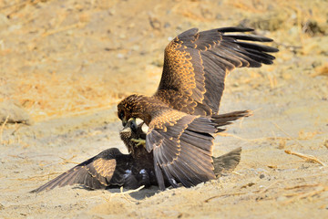 milanos negros peleando en el claro del bosque  (Milvus migrans) Casares Andalucía España