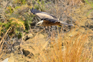 milano negro en vuelo rasante en el bosque  (Milvus migrans) Casares Andalucía España