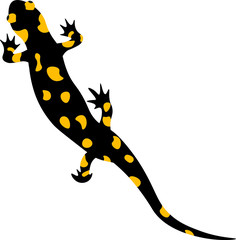 One Salamander is black with yellow spots on a white background.