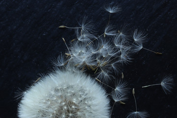 Photography of a dandelion flower and seeds on slate for nature illustrations - Powered by Adobe