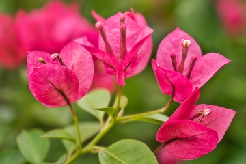 pink flowers