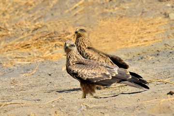 milanos reales en pareja en el claro del bosque (Milvus milvus) Casares Andalucía España