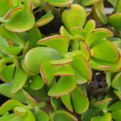 Green succulents, Durban, South Africa

