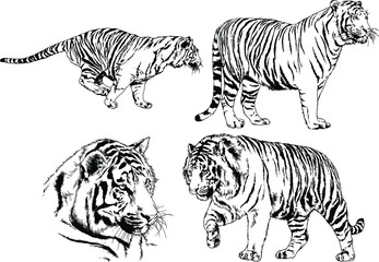 set of vector drawings on the theme of predators tigers are drawn by hand with ink tattoo logos