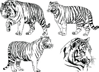 set of vector drawings on the theme of predators tigers are drawn by hand with ink tattoo logos