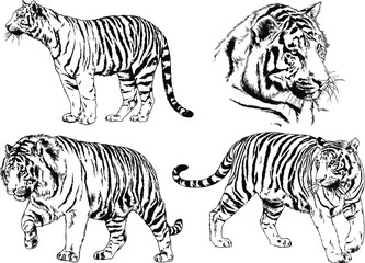 set of vector drawings on the theme of predators tigers are drawn by hand with ink tattoo logos