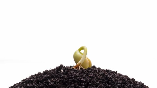 Growing kidney bean isolated on a white background time-lapse
