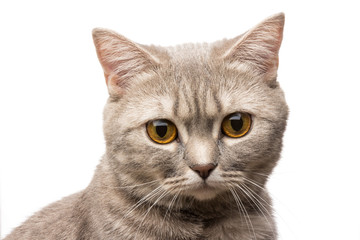 Serious gray british cat on white background in close-up