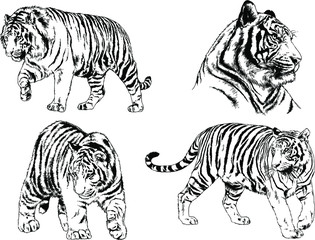 set of vector drawings on the theme of predators tigers are drawn by hand with ink tattoo logos