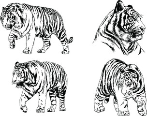 set of vector drawings on the theme of predators tigers are drawn by hand with ink tattoo logos