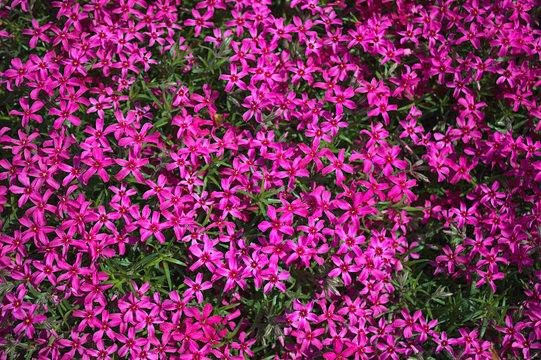 Rosa Blumen