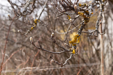 Leaf buds on branches of old plum tree in garden 