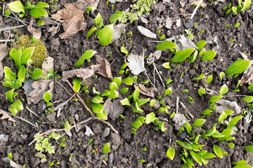 Small sprouts of ramson, wild leek growing in the garden in sun light