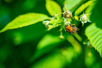 Close up of a green raspberry Bush with ripening berries and a bumblebee on a Sunny summer day