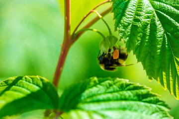 Close up of a green raspberry Bush with ripening berries and a bumblebee on a Sunny summer day