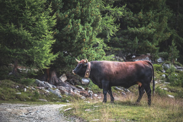 black alpine cows graze in the mountains of switzerland