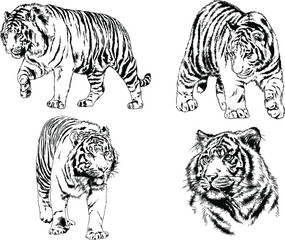 set of vector drawings on the theme of predators tigers are drawn by hand with ink tattoo logos