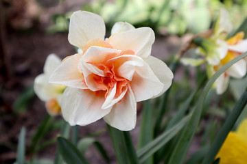 Obraz na płótnie Canvas Orange daffodil flower in the garden